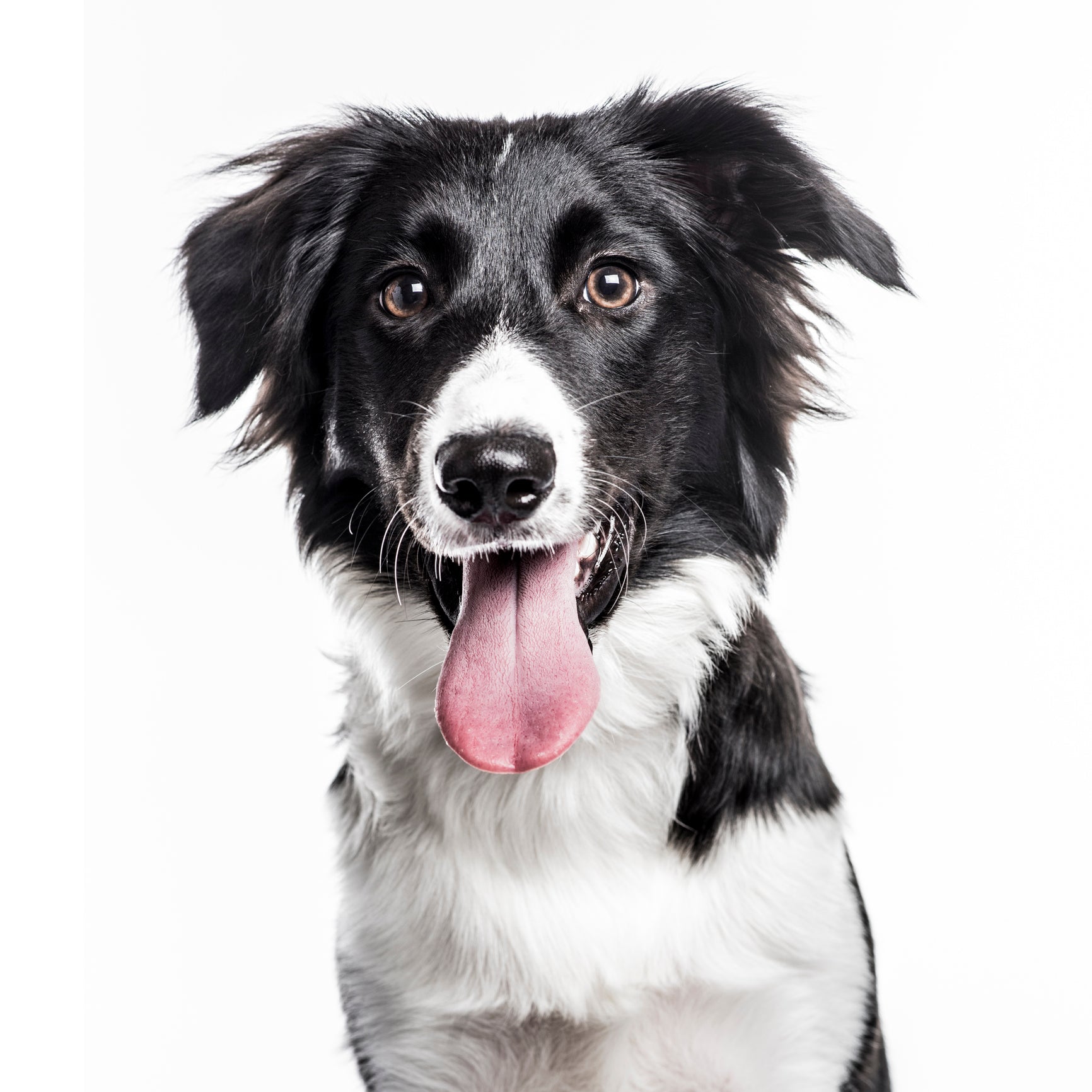 small animal health supplies