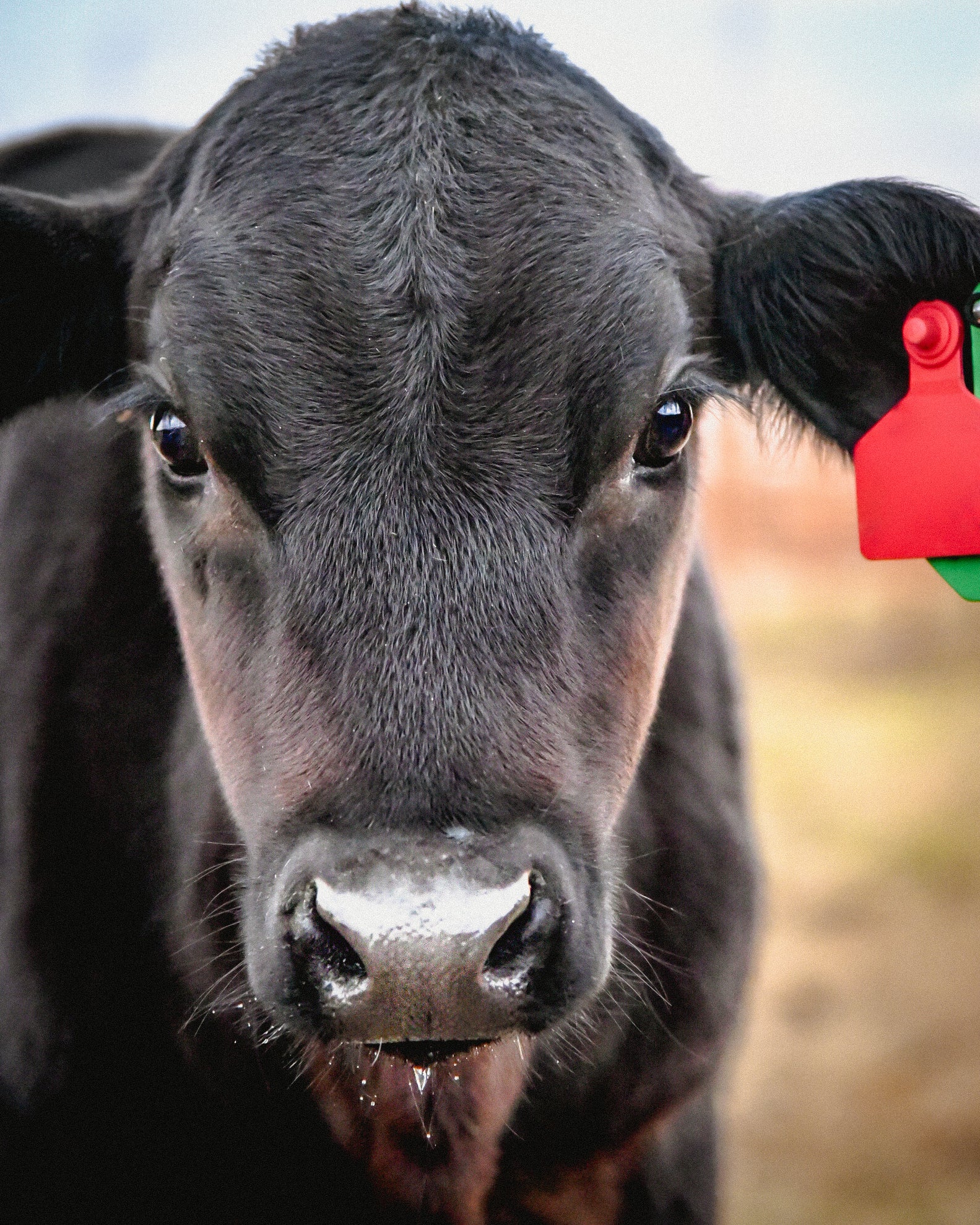 Order Cattle Tags VPSI