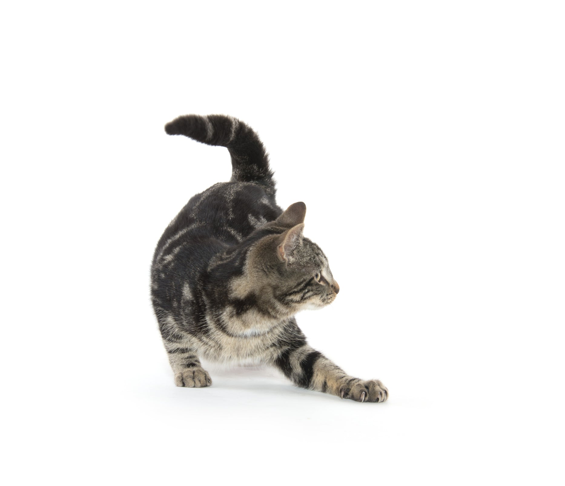 Small Animal Products at Vet Poultry